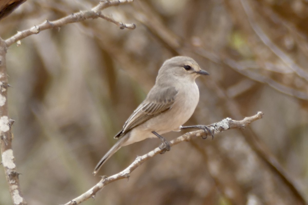 African Gray Flycatcher - ML180624461