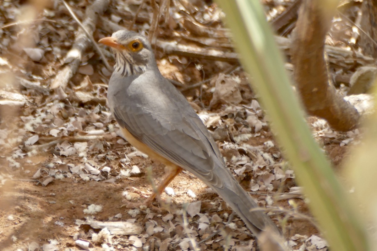 African Bare-eyed Thrush - ML180624491