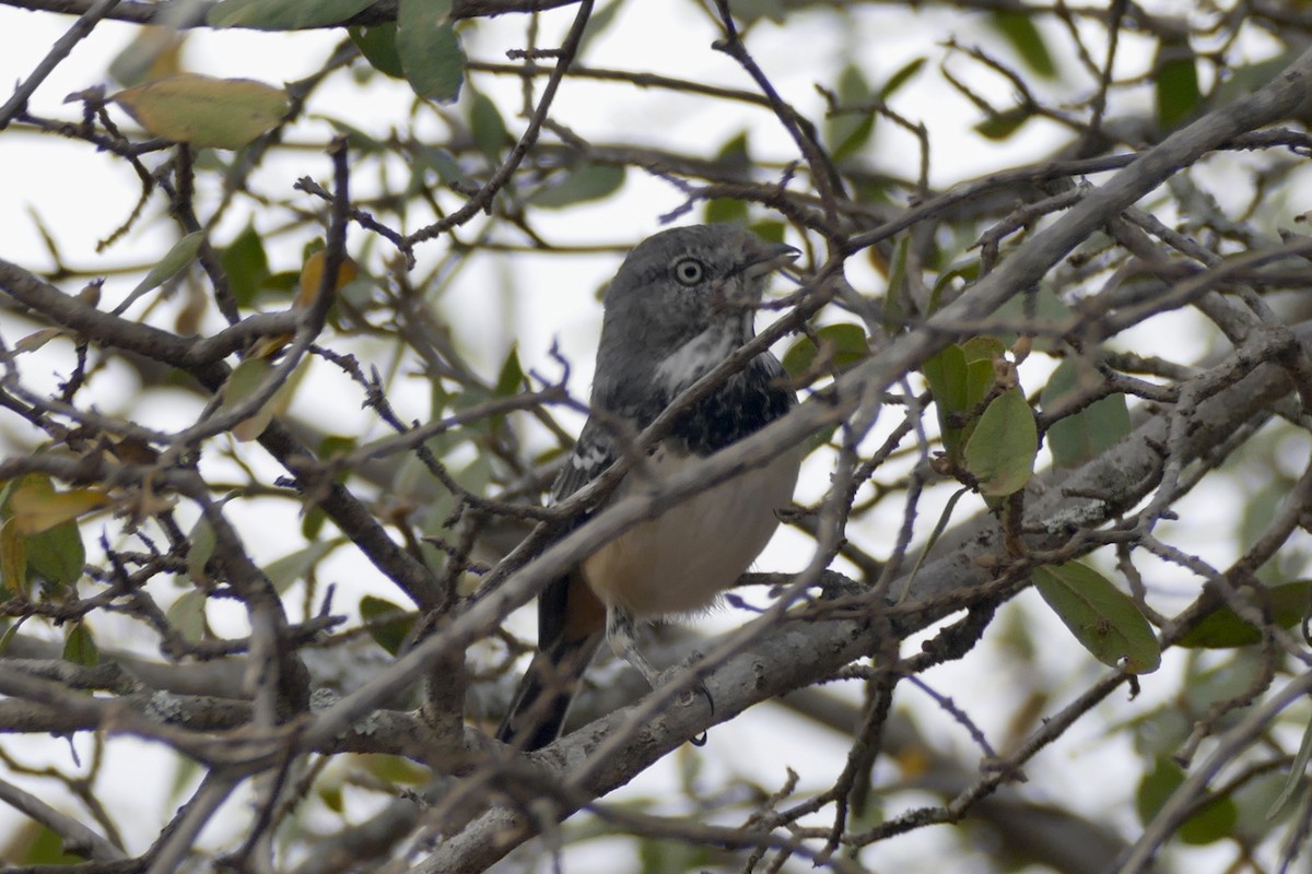 Banded Parisoma - ML180624541