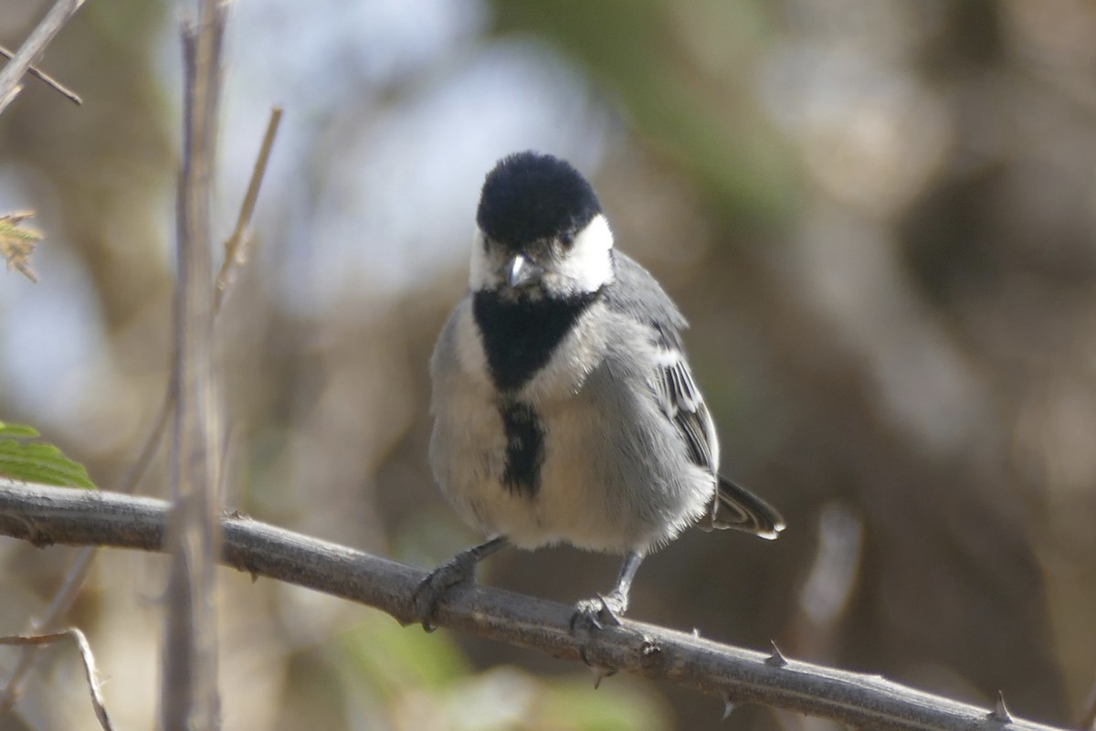 Somali Tit - ML180624601