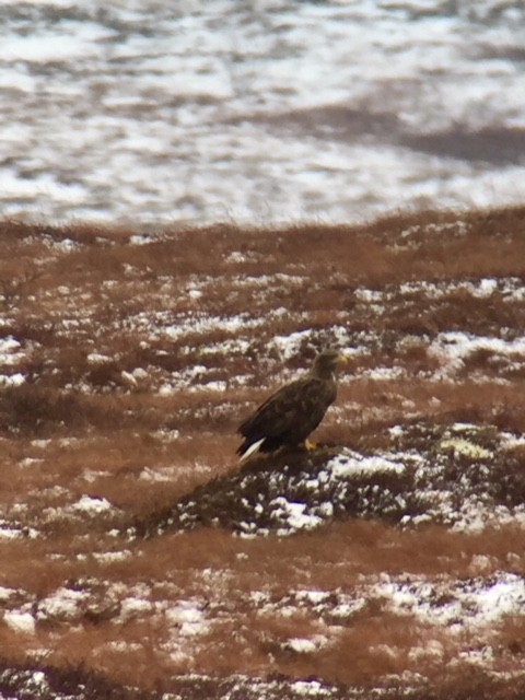White-tailed Eagle - Simone Cook