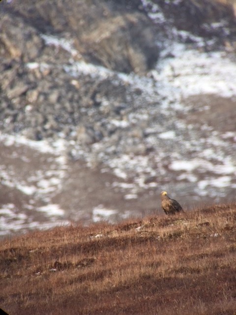 Цагаан сүүлт нөмрөг бүргэд - ML180624651