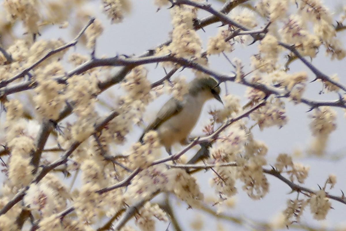 Mouse-colored Penduline-Tit - Peter Kaestner