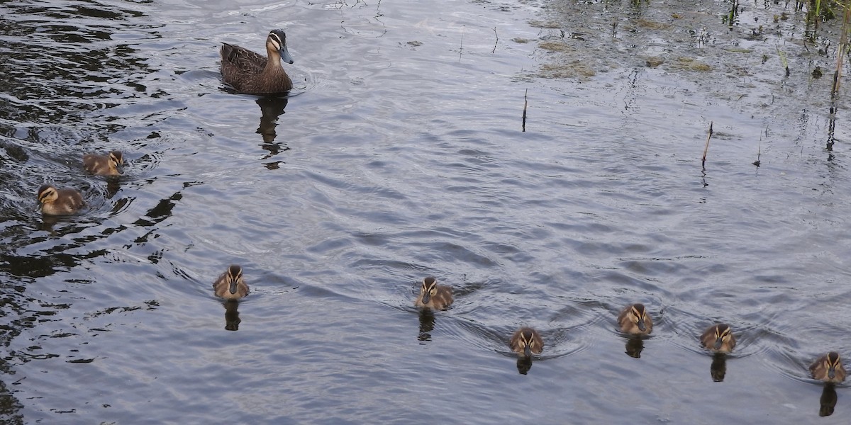 Pacific Black Duck - ML180626331