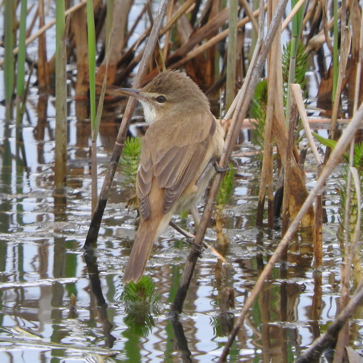 Australian Reed Warbler - ML180626391