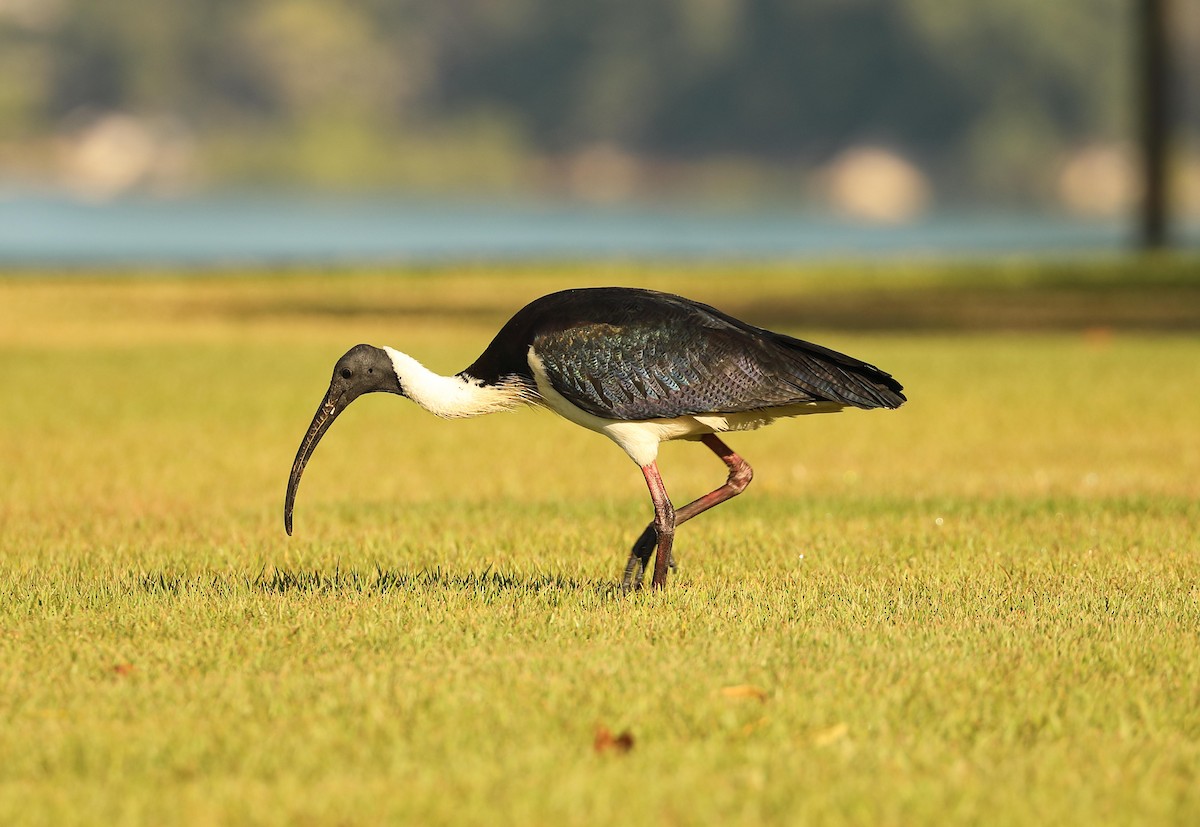 Straw-necked Ibis - Ly Lan Le Do