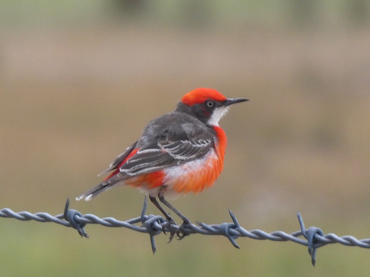 Eptianuro Tricolor - ML180627951