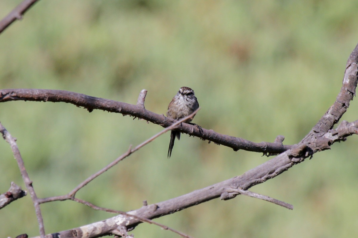 Plain-mantled Tit-Spinetail (aegithaloides) - Tommy Pedersen