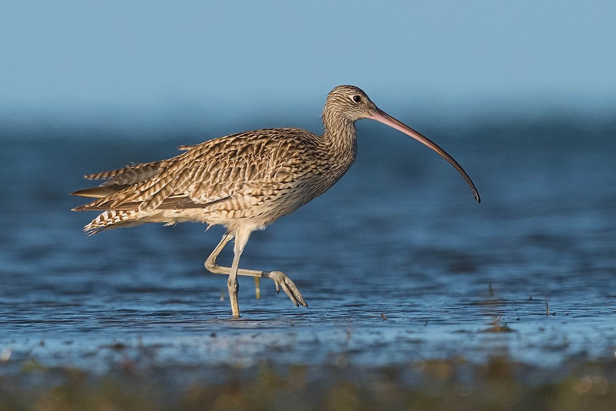 Far Eastern Curlew - Terence Alexander