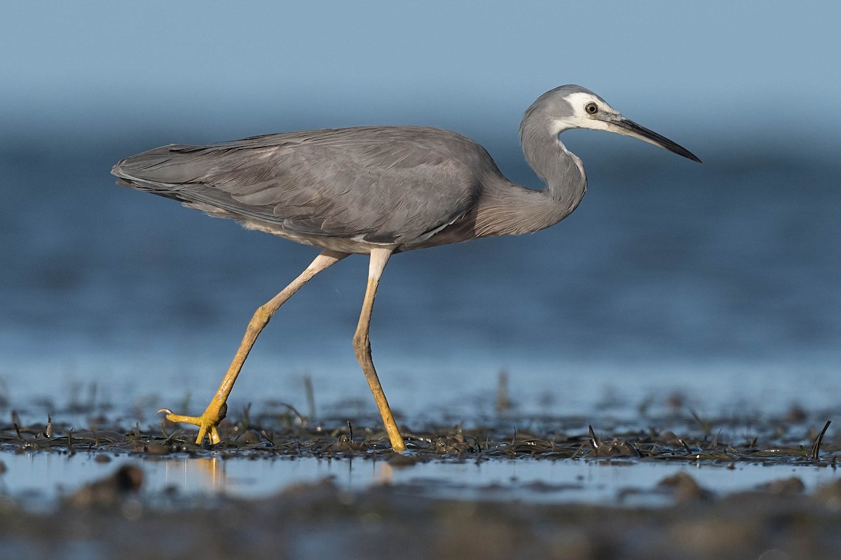 White-faced Heron - ML180629931
