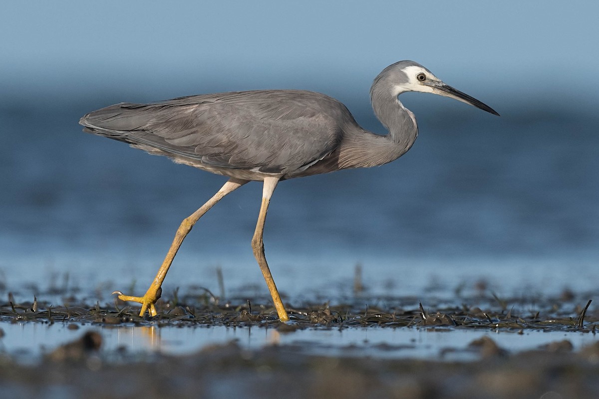 White-faced Heron - ML180629931