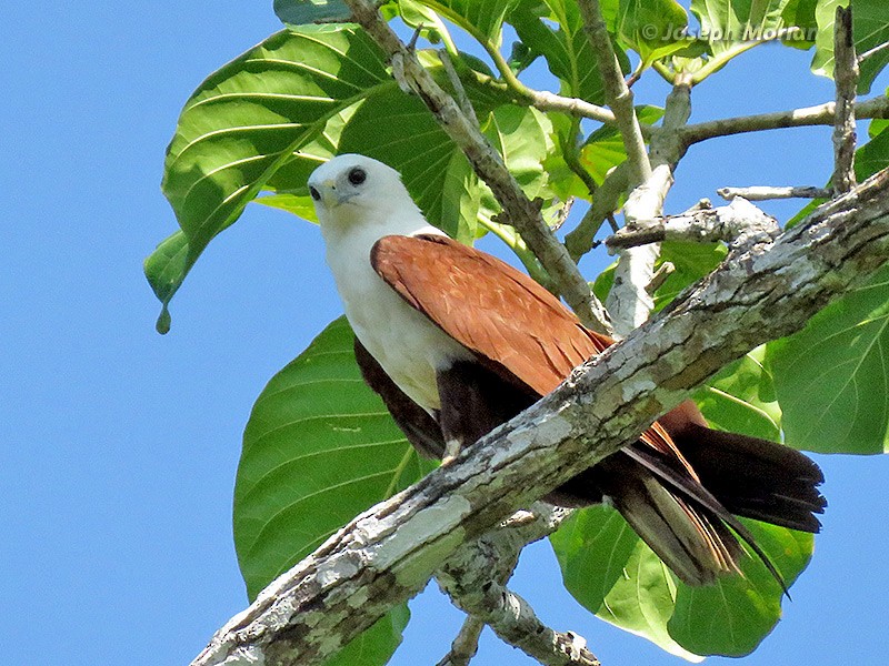 Brahminy Kite - ML180630041