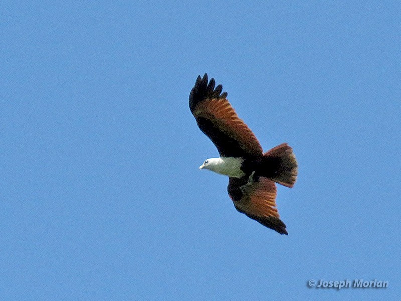 Brahminy Kite - ML180630051