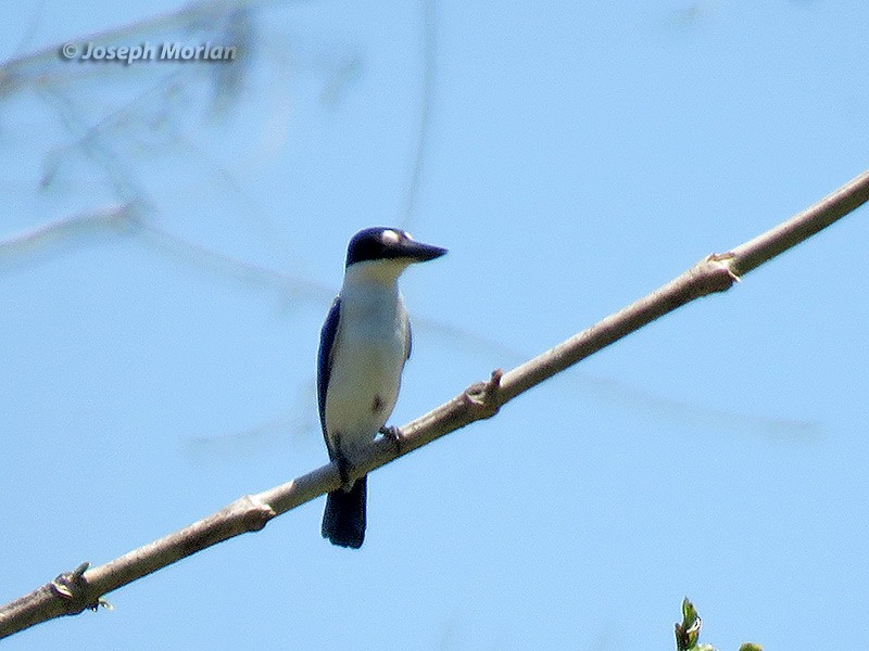 Forest Kingfisher - Joseph Morlan