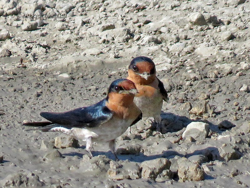 Pacific Swallow - Joseph Morlan