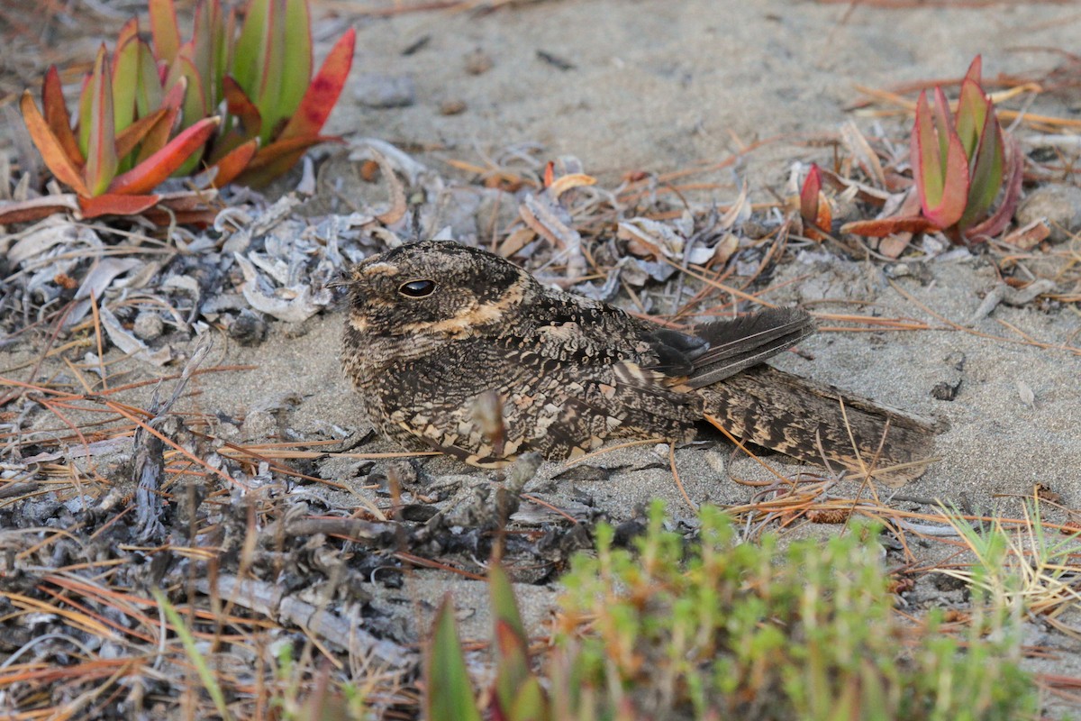 Band-winged Nightjar - Tommy Pedersen