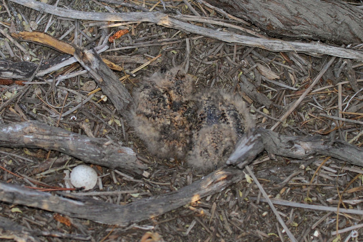 Band-winged Nightjar - ML180630781