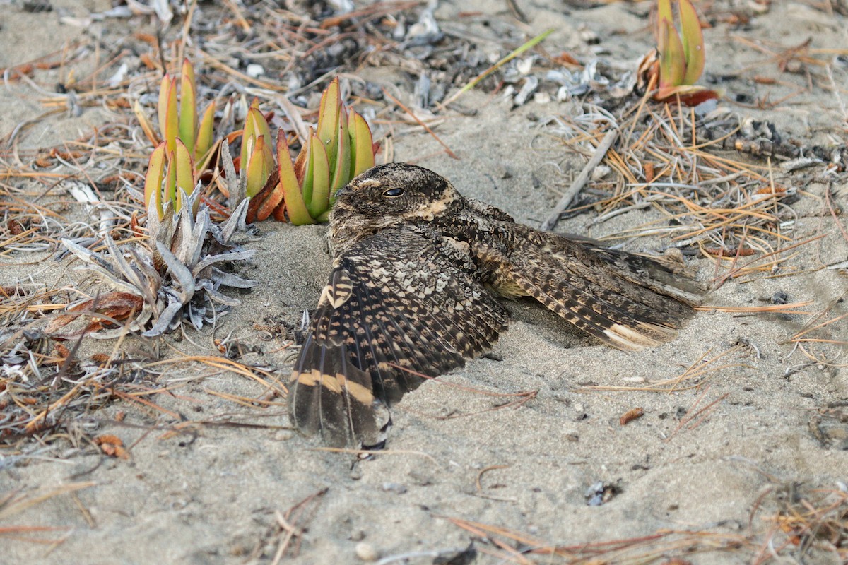 Band-winged Nightjar - ML180630791