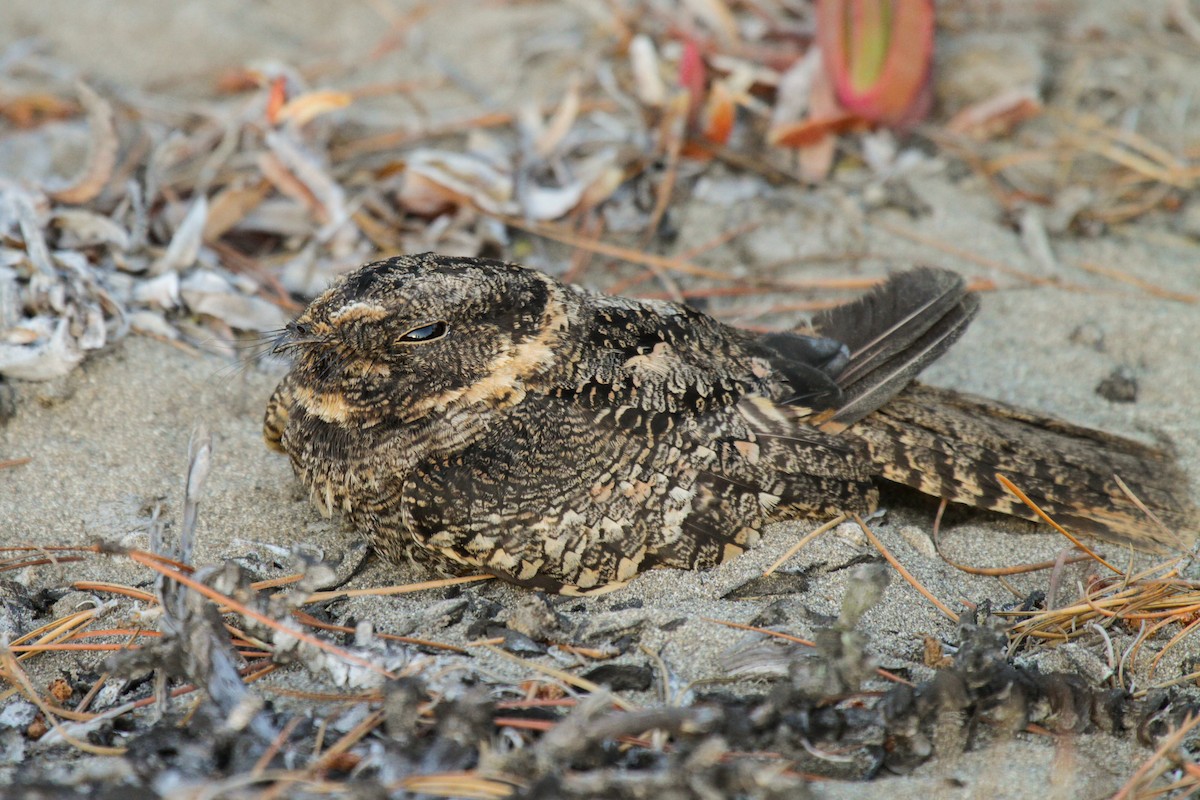 Band-winged Nightjar - ML180630811