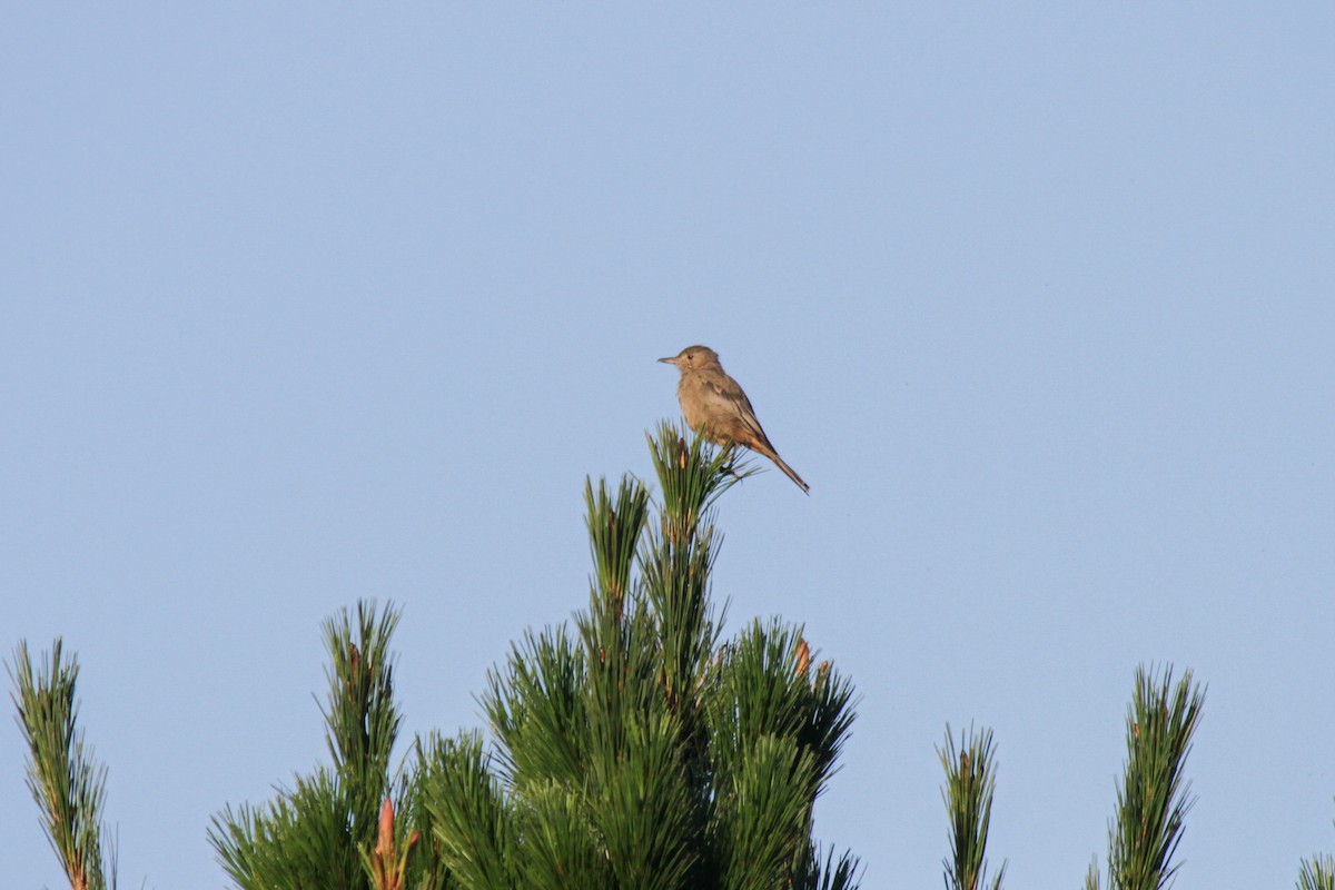 Great Shrike-Tyrant - Tommy Pedersen