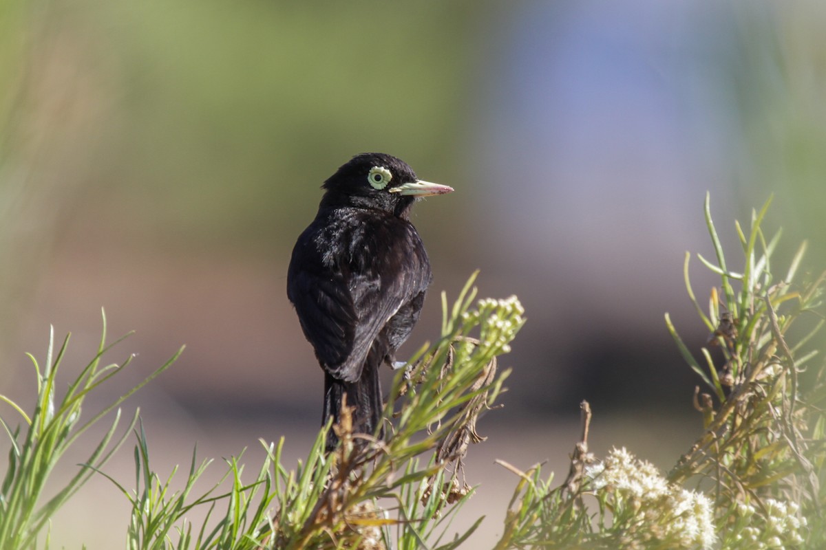 Spectacled Tyrant - ML180630851