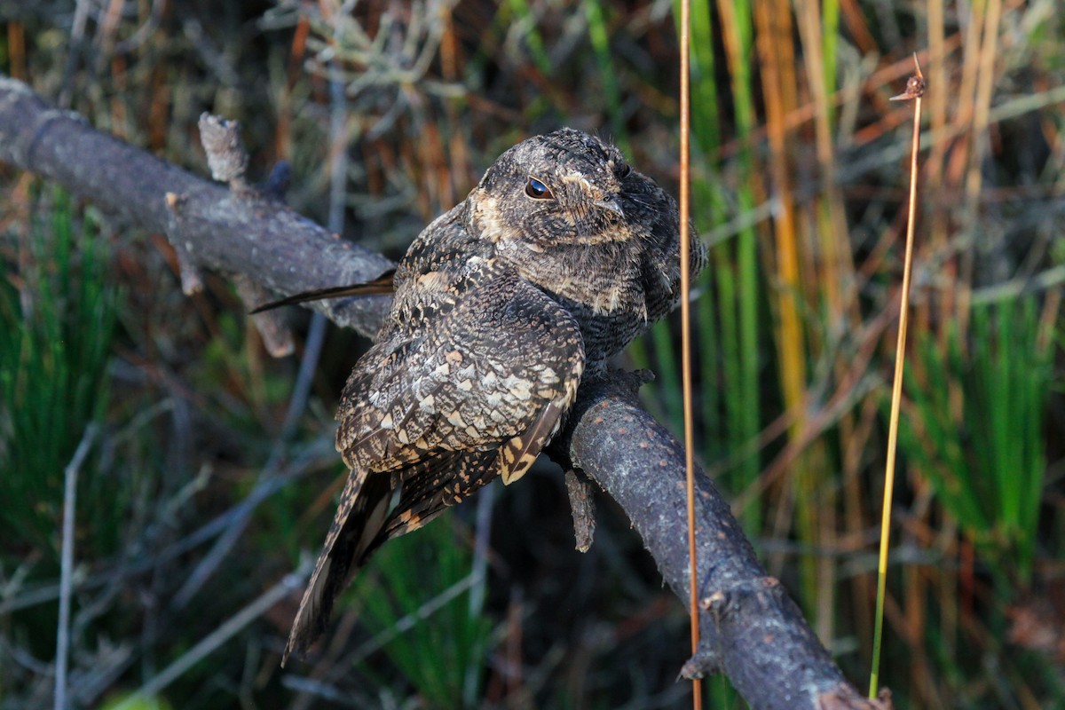 Band-winged Nightjar - Tommy Pedersen