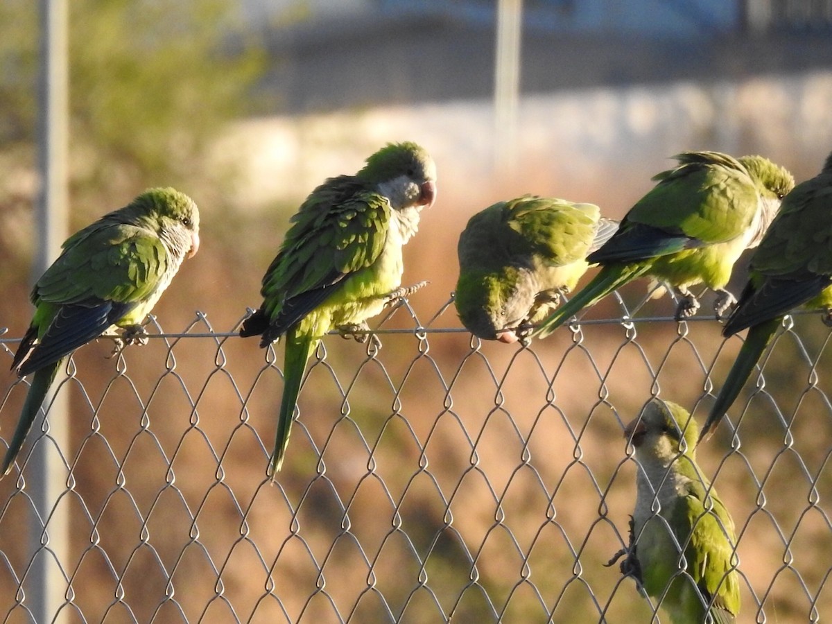 Monk Parakeet - ML180631541