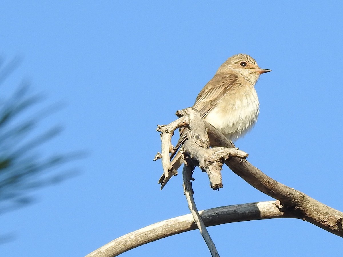 Бөртөт намнаахай - ML180631561