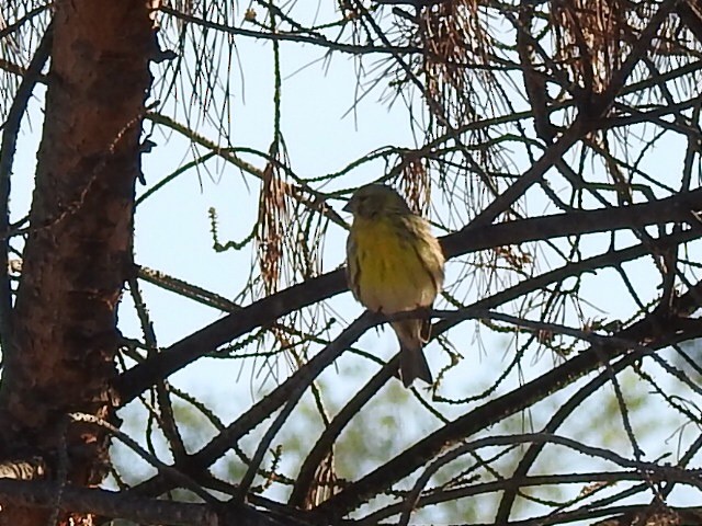 European Serin - ML180631571