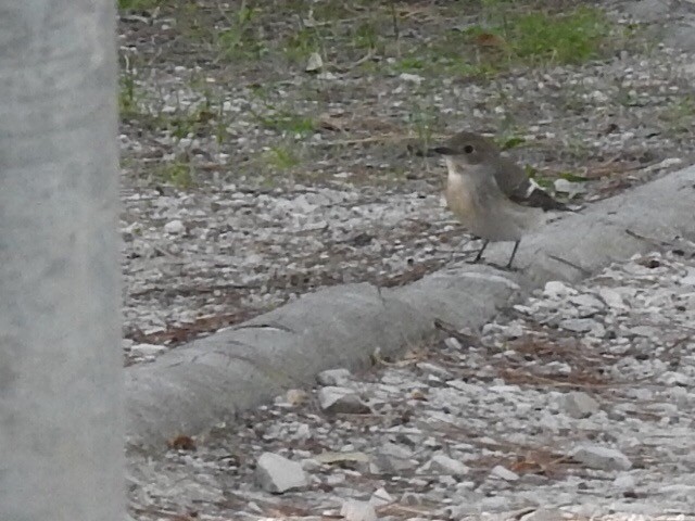 Алаг намнаа - ML180631601