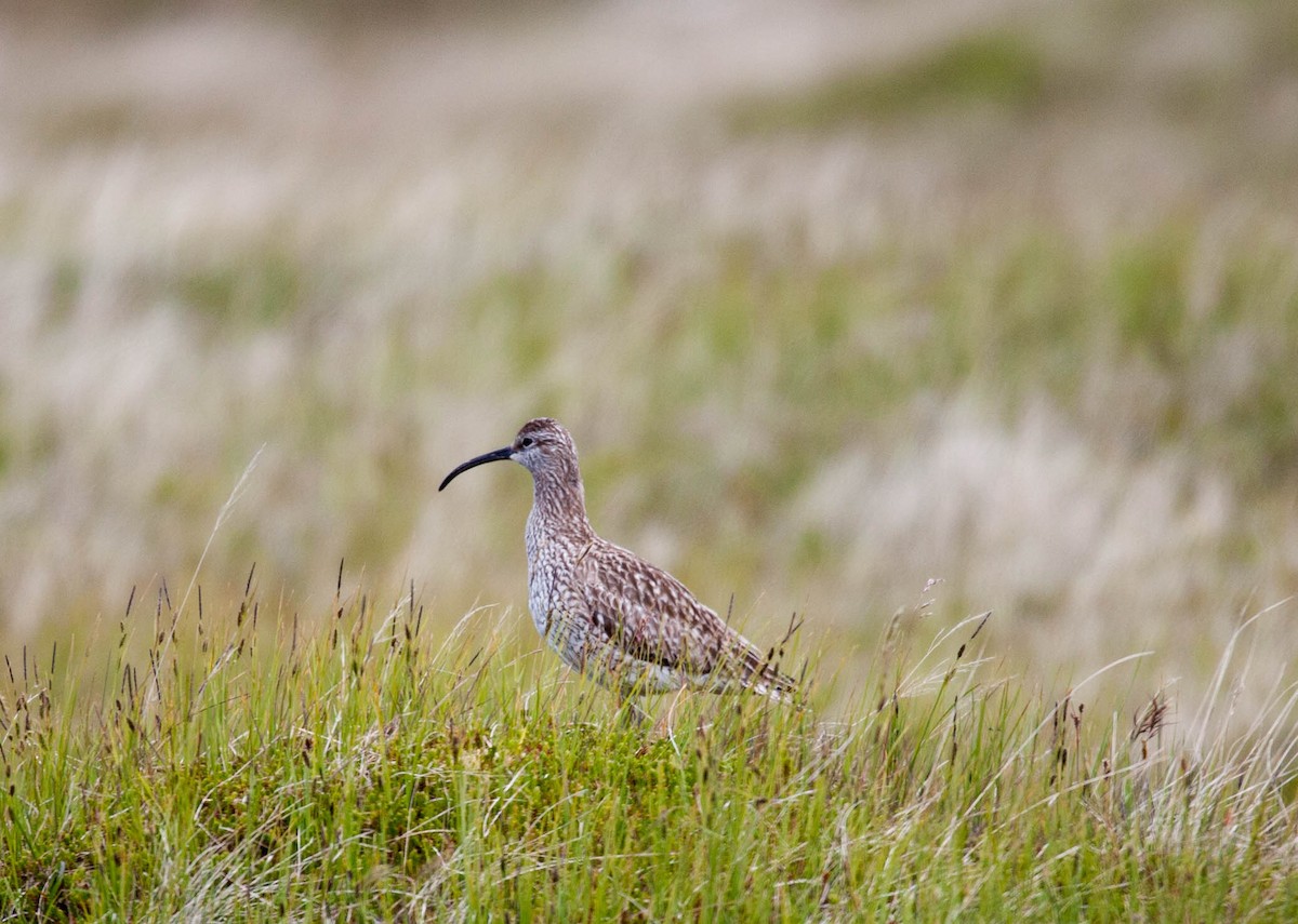 Regenbrachvogel - ML180631861