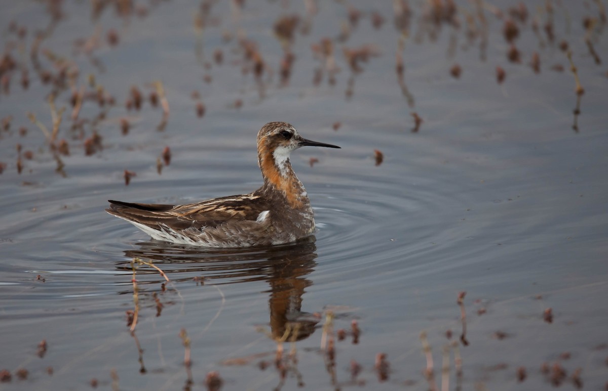 Phalarope à bec étroit - ML180631911