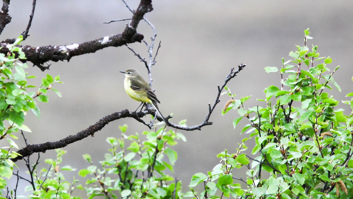 Western Yellow Wagtail - ML180632111