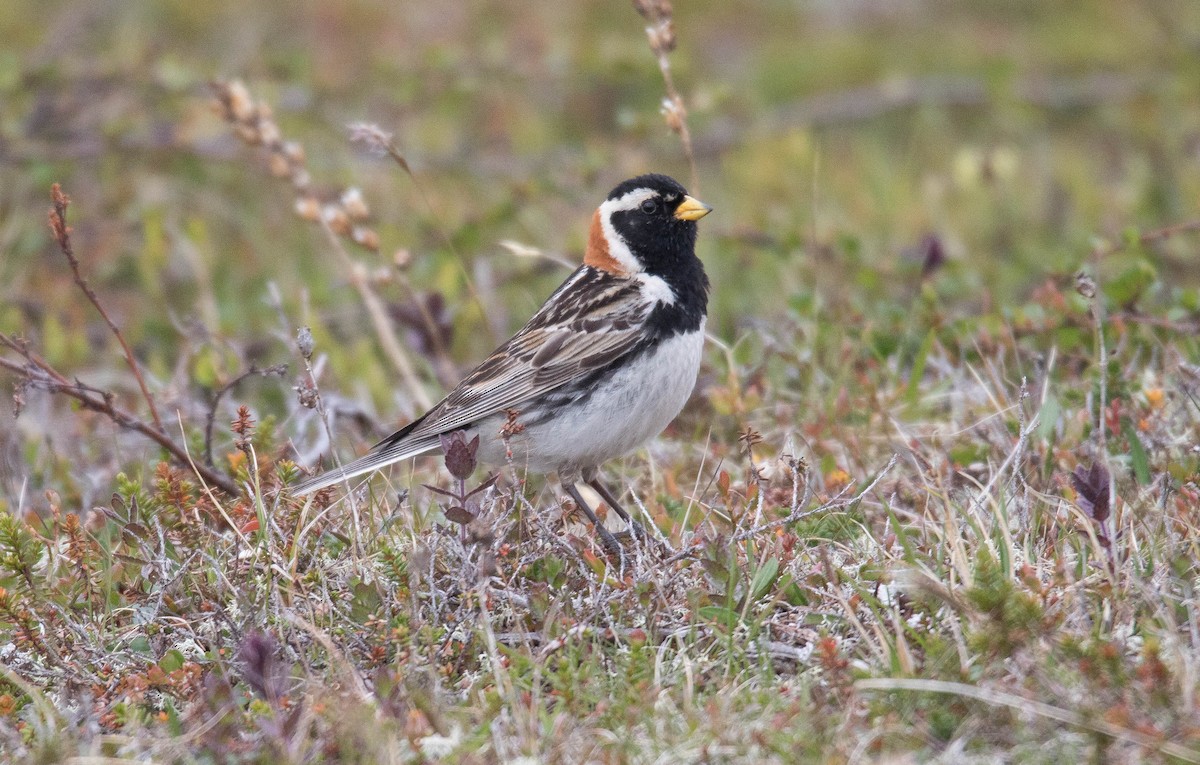 Lapland Longspur - Raymond  Birkelund