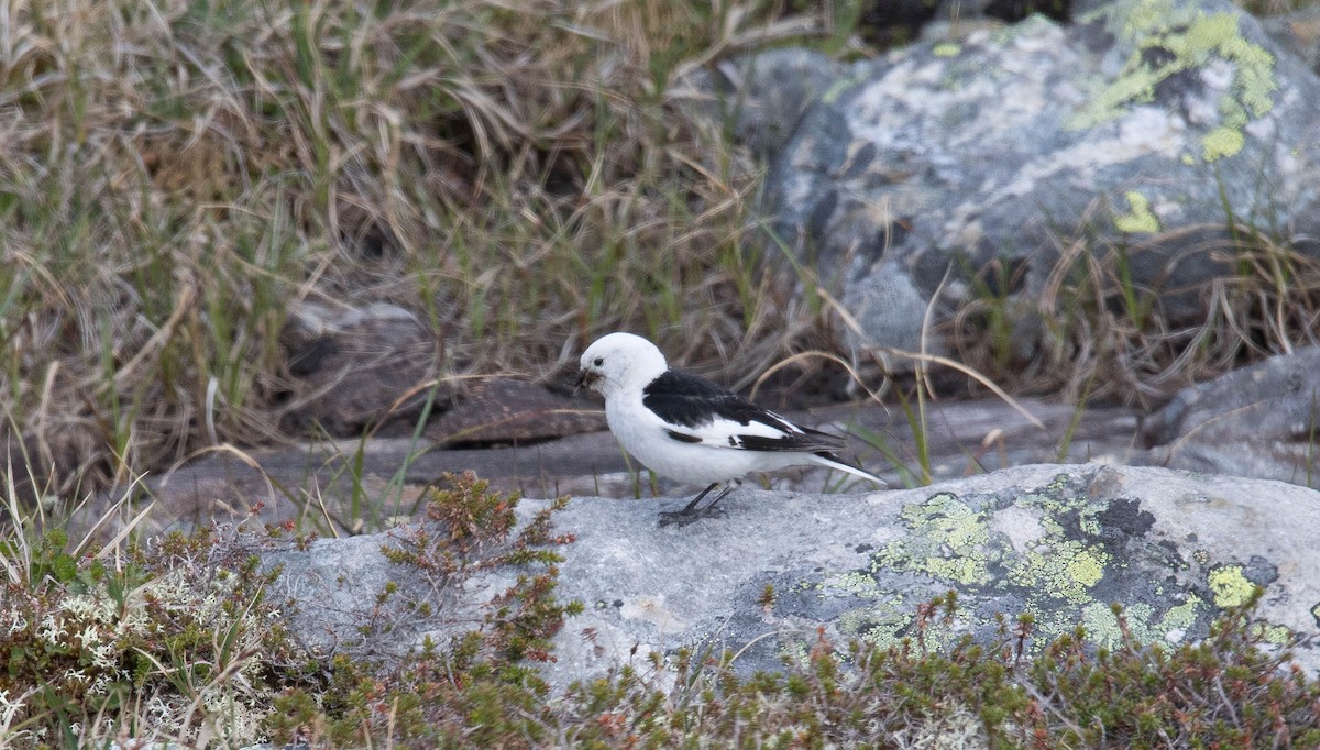 Snow Bunting - ML180632151