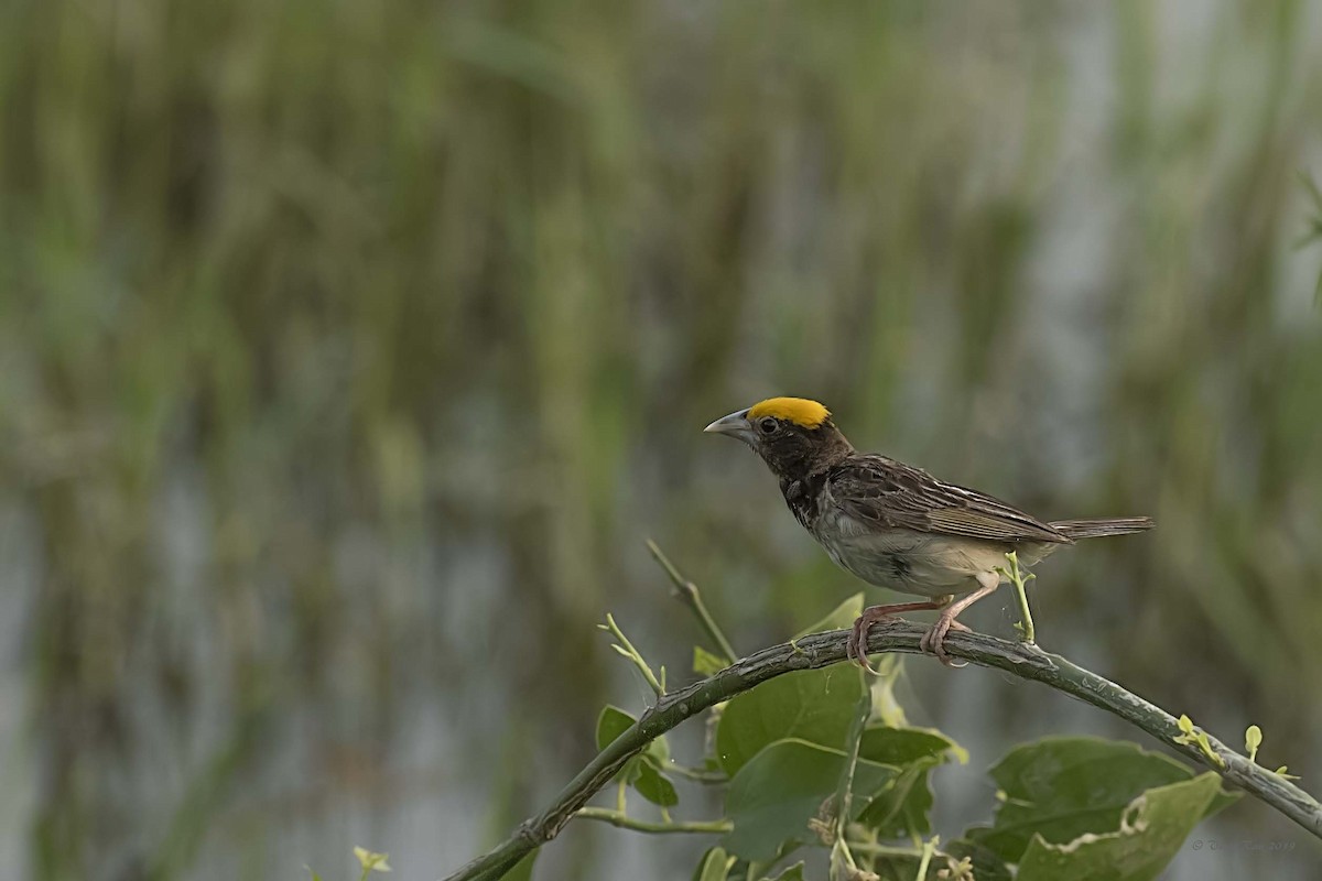 Black-breasted Weaver - VINIT RAU