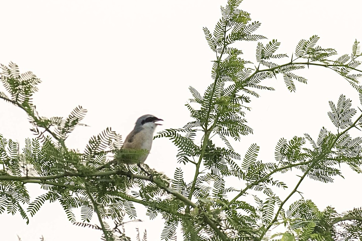 Long-tailed Shrike - ML180632431