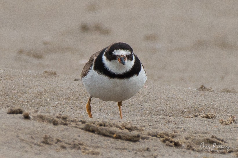 Semipalmated Plover - Chris Rehberg  | Sydney Birding