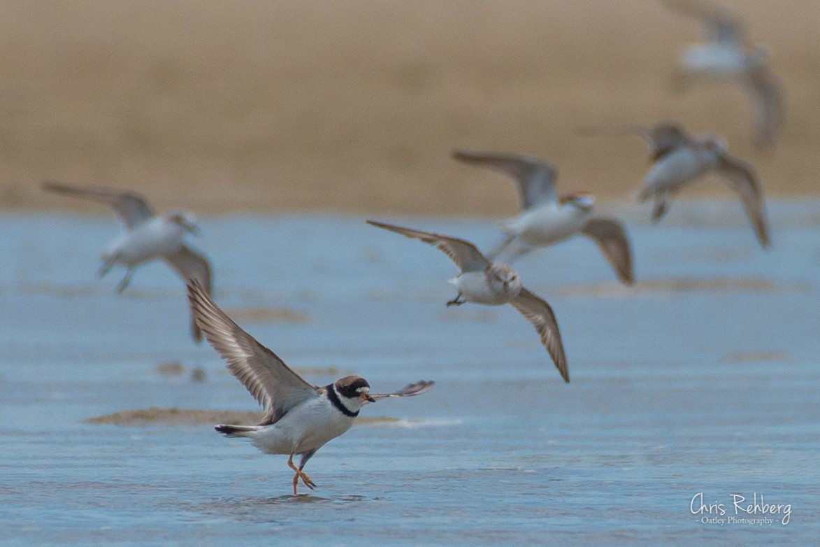 Semipalmated Plover - ML180636291