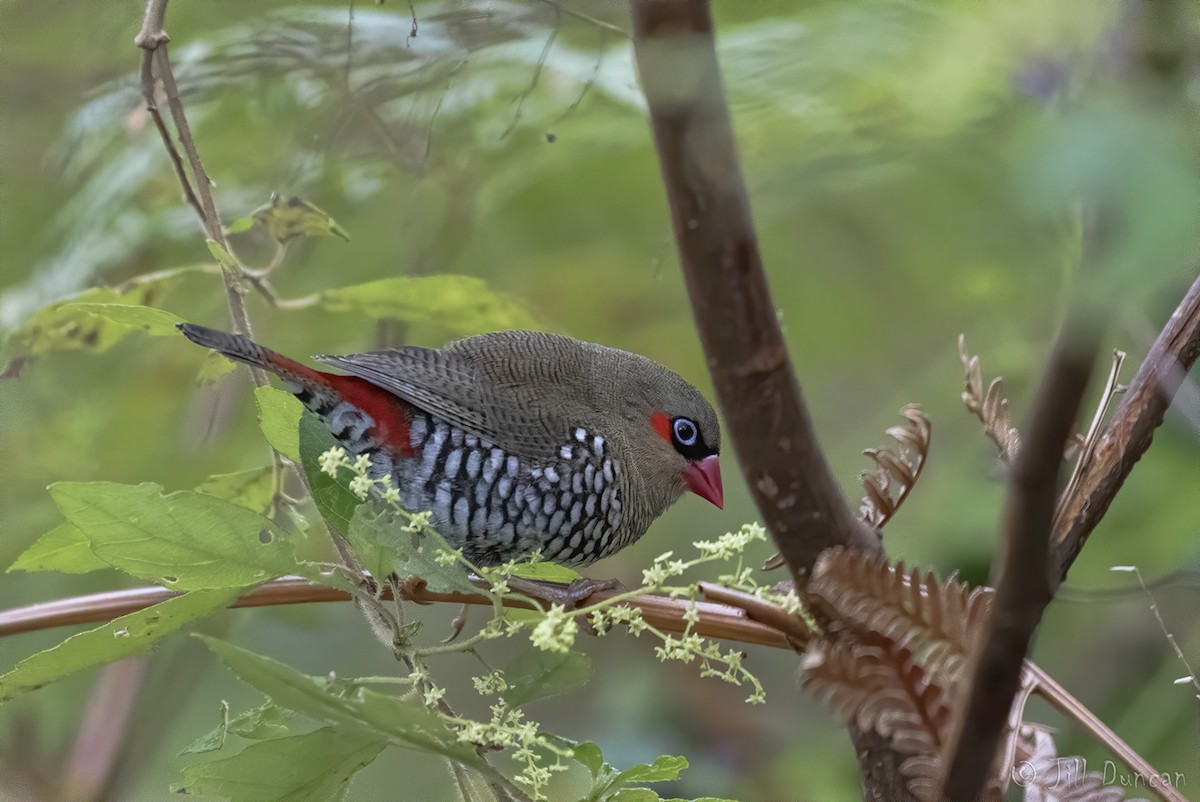 Red-eared Firetail - ML180636401