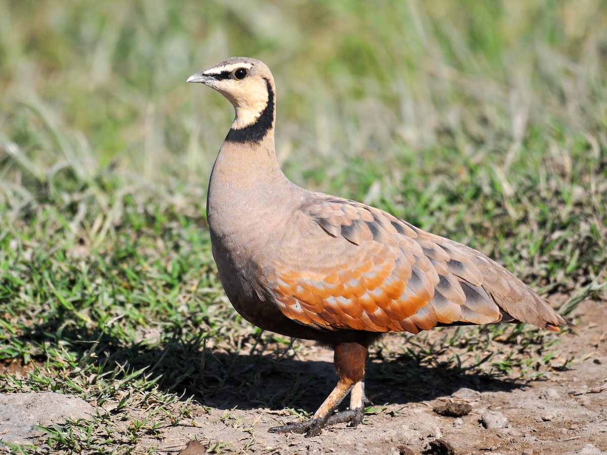 Yellow-throated Sandgrouse - ML180637121