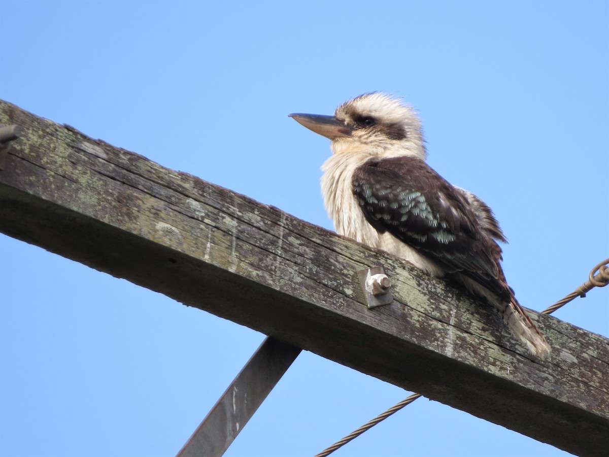 Laughing Kookaburra - ML180637161