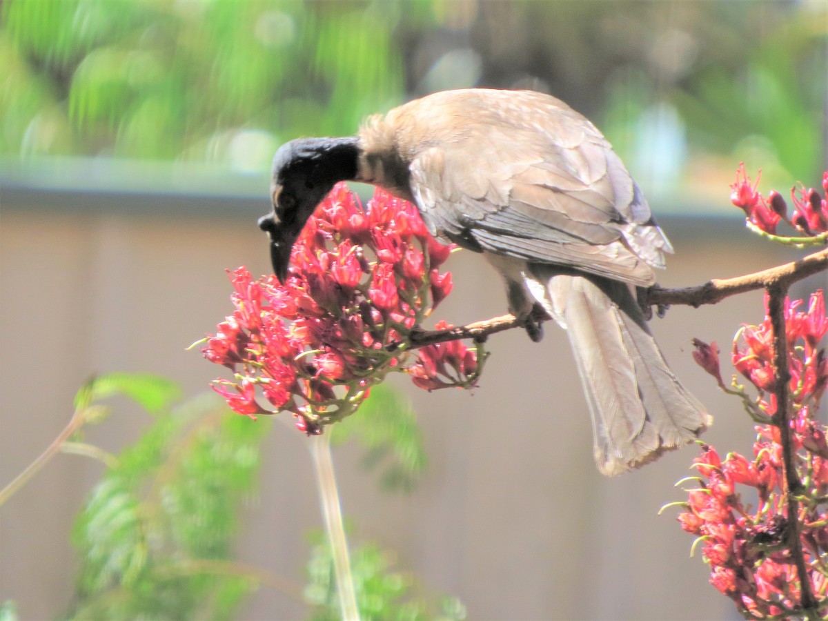 Noisy Friarbird - ML180637371