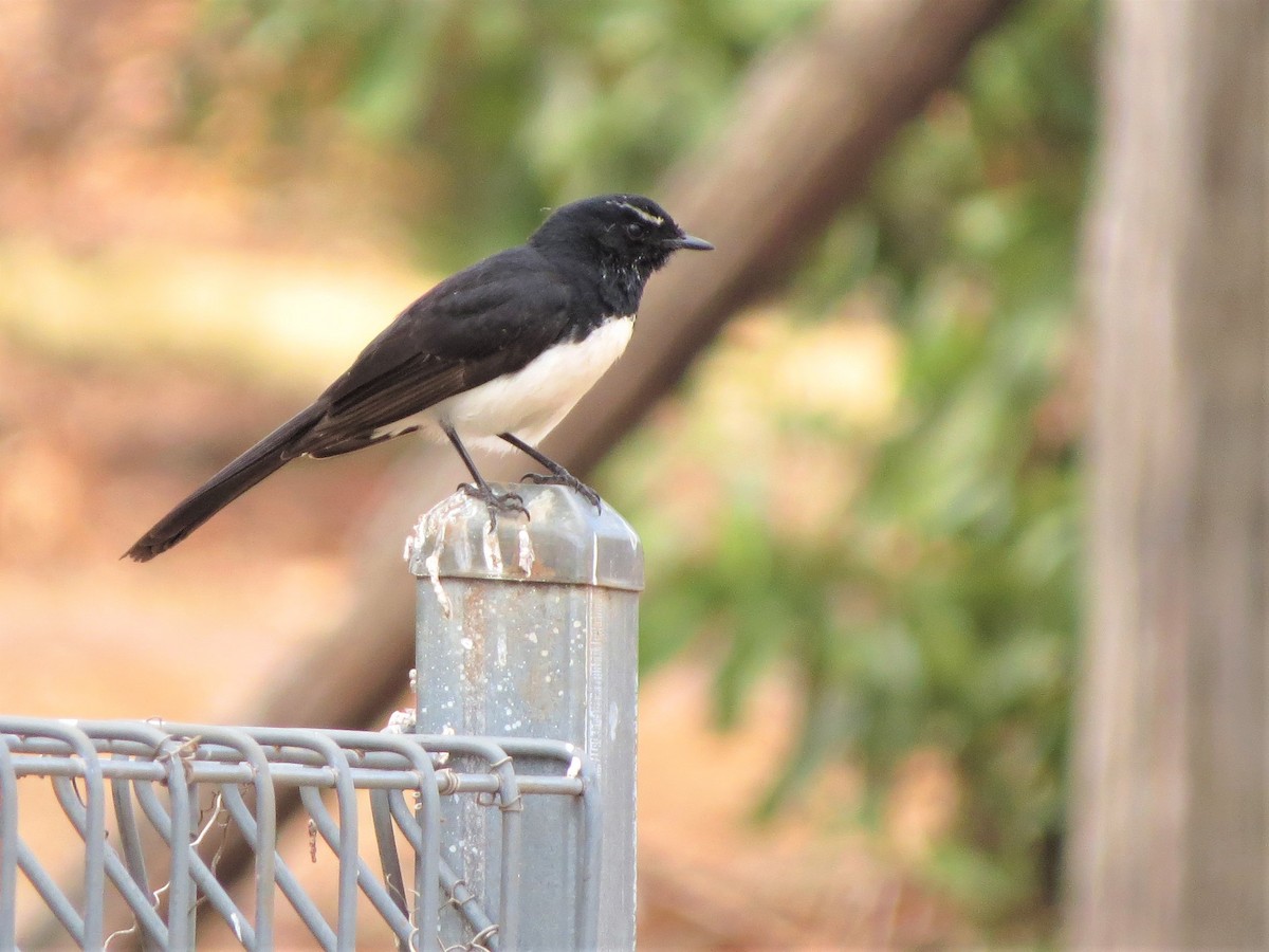 Willie-wagtail - ML180637471