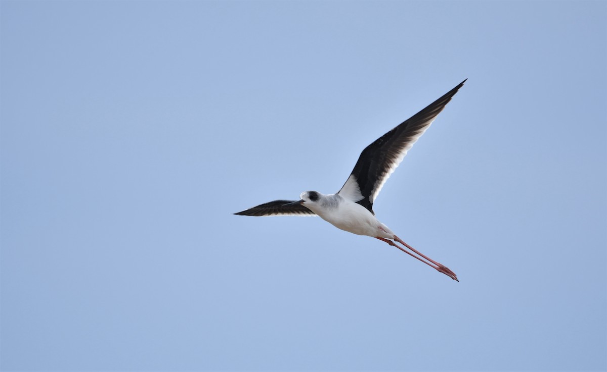 Black-winged Stilt - ML180638301