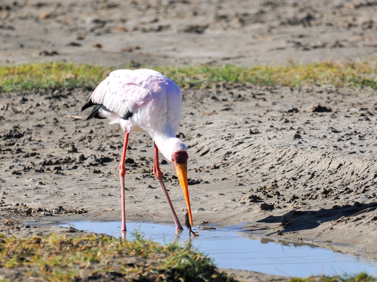 Yellow-billed Stork - Jean-Louis  Carlo