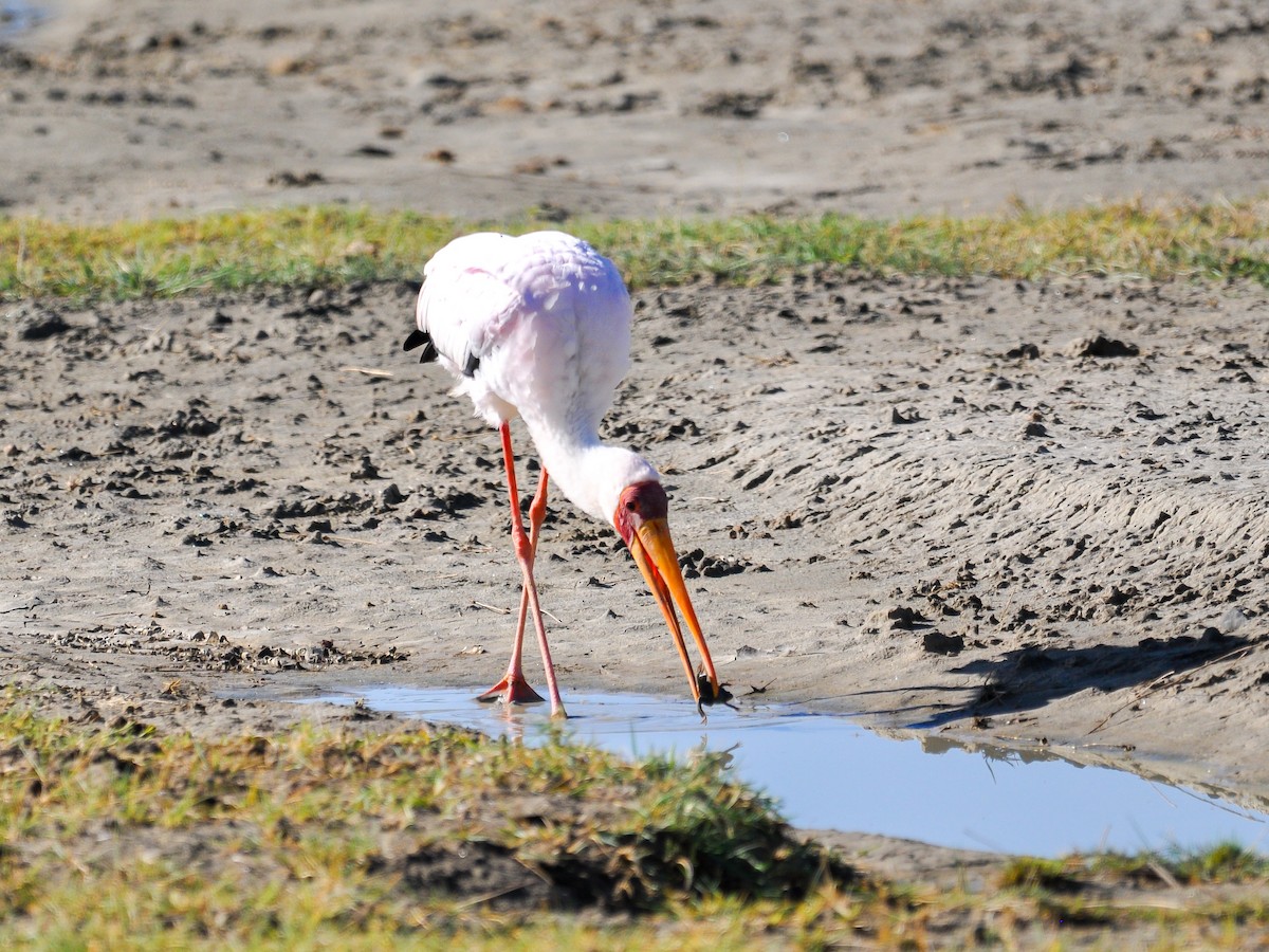 Yellow-billed Stork - Jean-Louis  Carlo