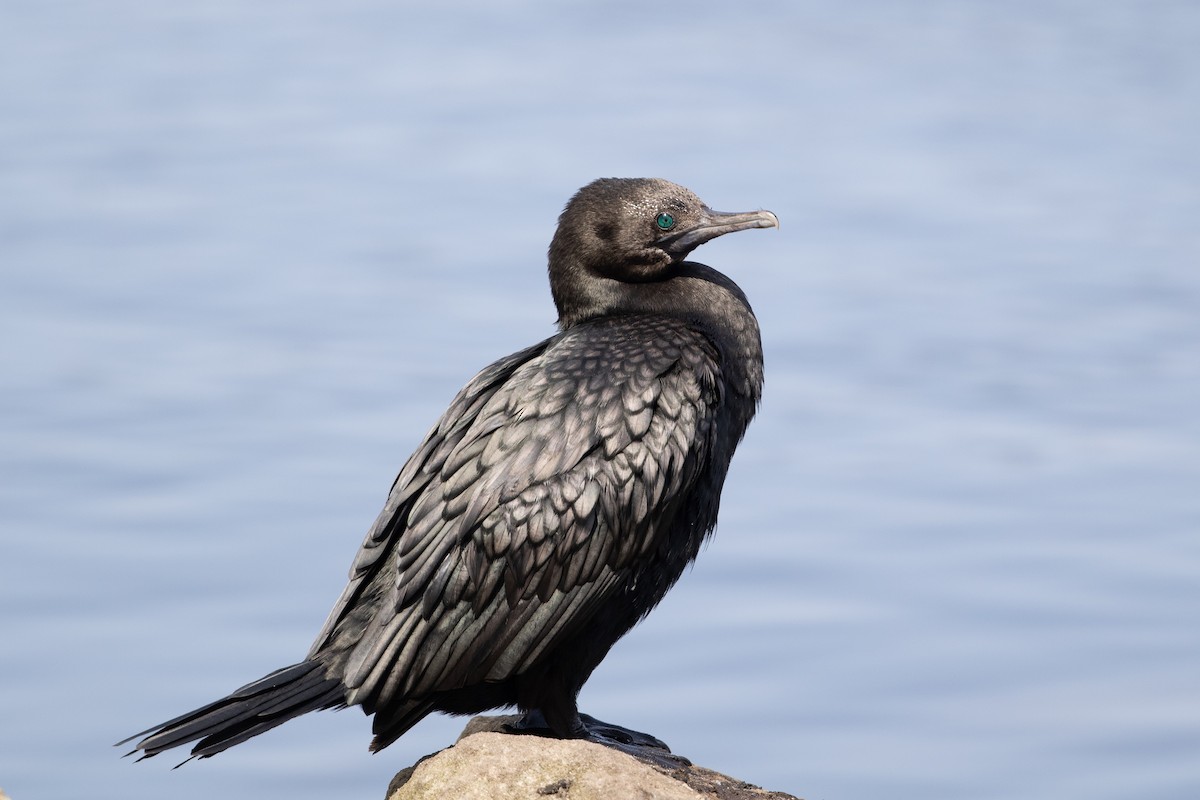 Little Black Cormorant - ML180639201