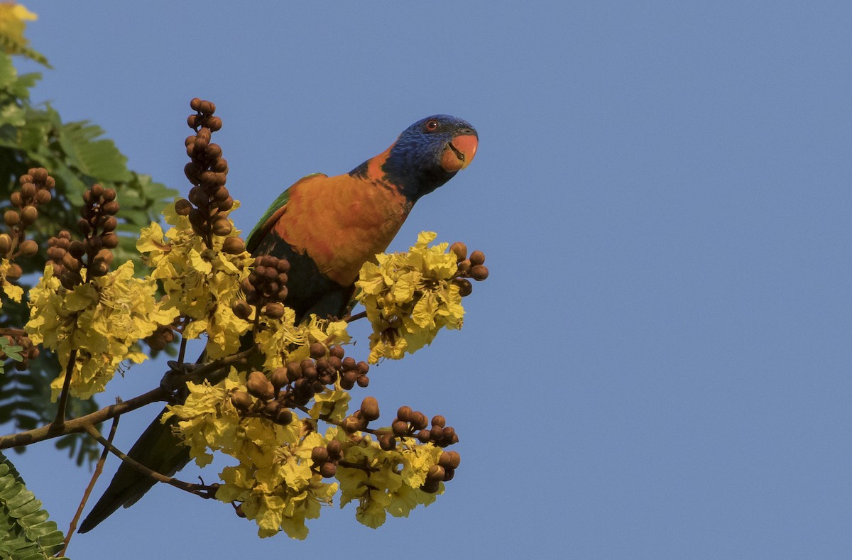 Red-collared Lorikeet - ML180642701