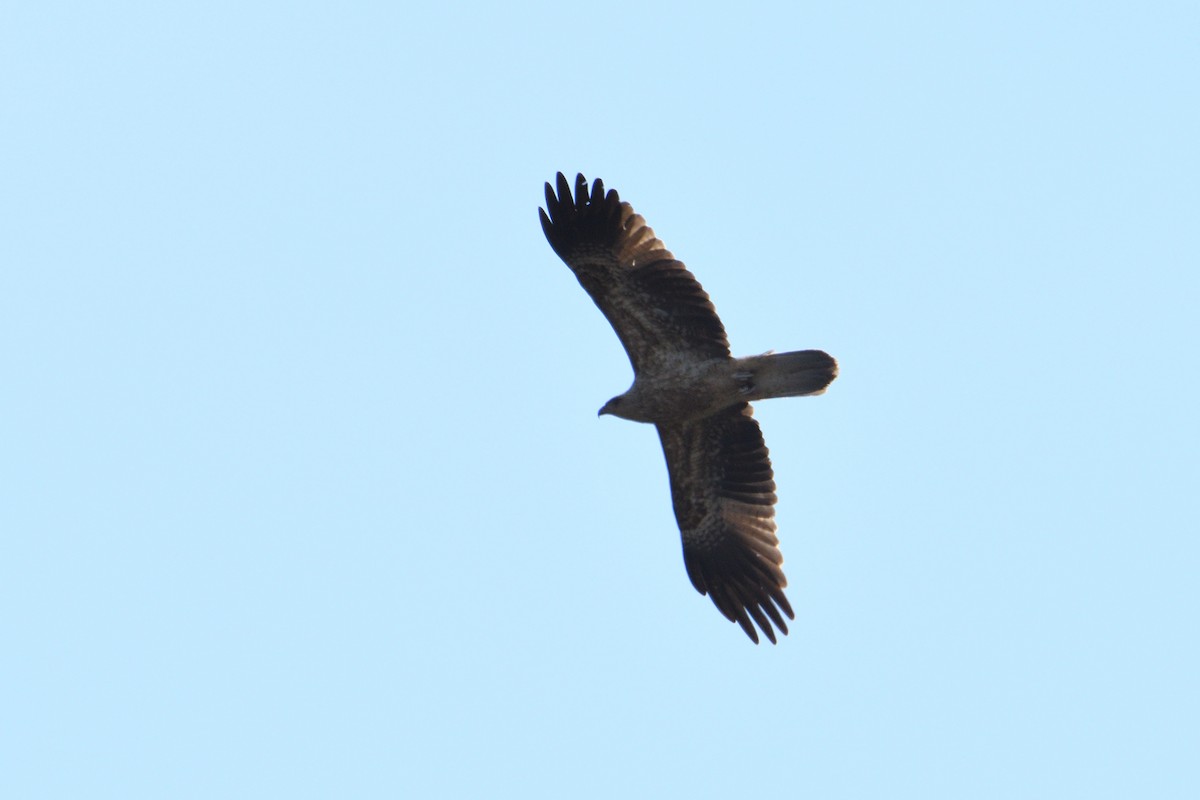 Whistling Kite - Ken Crawley